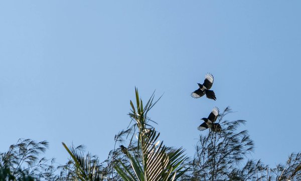 Unveiling Calm: Do Binaural Beats Effectively Alleviate College Student Stress?